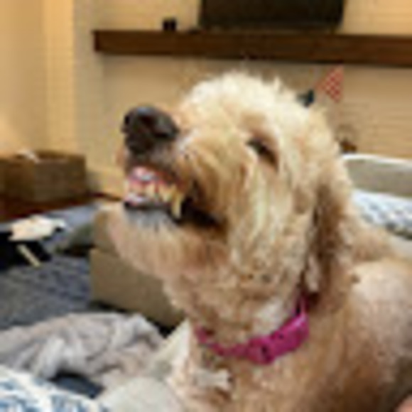 Meet your Posher, Rylee - Picture 1 of 1